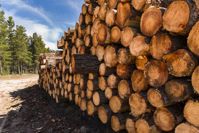  A stack of logs at a lumber facility.